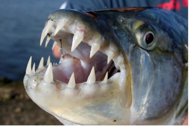 tigerfish.jpg