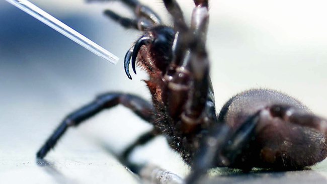 funnel-web.jpg